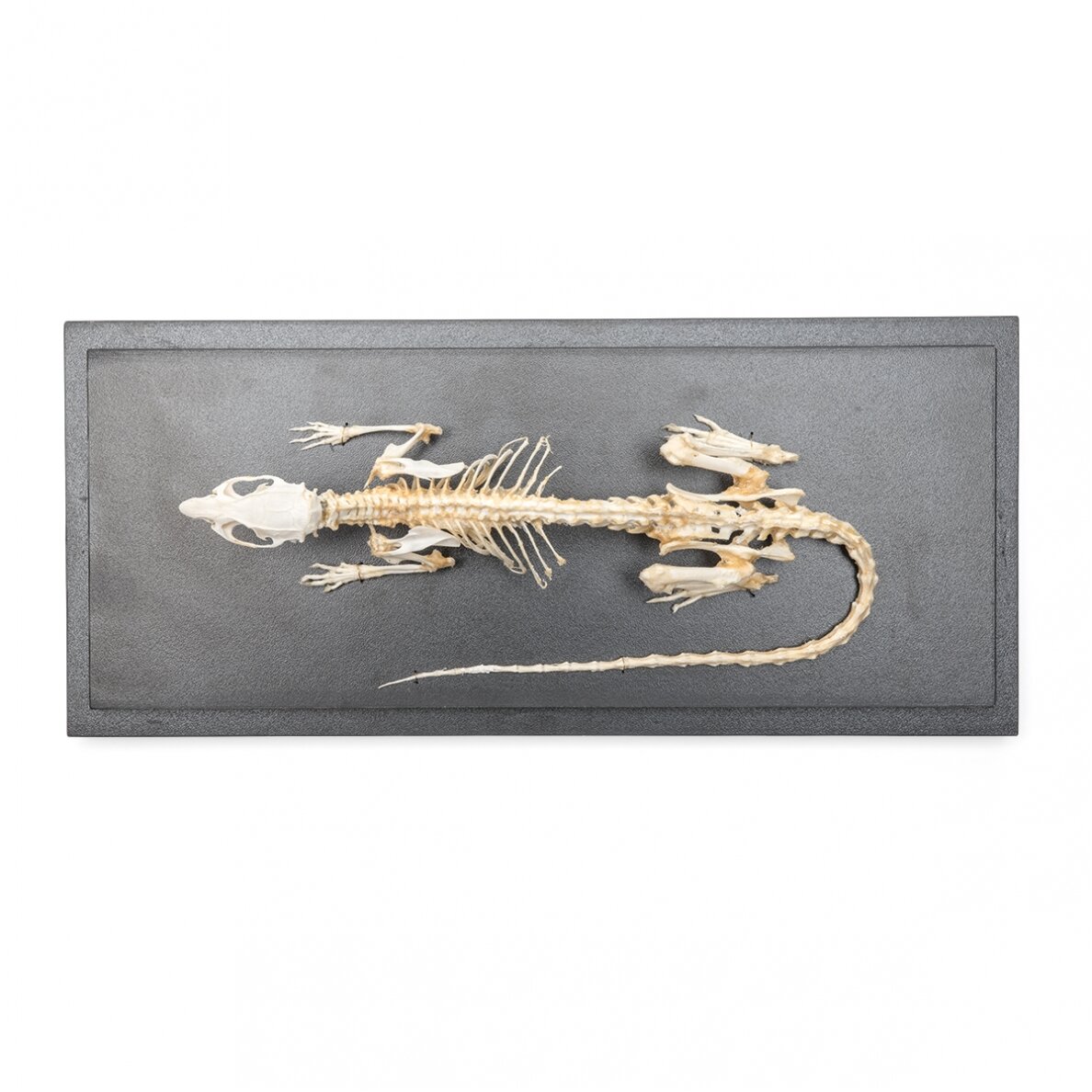 Žiurkės skeletas (Rattus rattus), pavyzdys 6 Žiurkės skeletas (Rattus rattus), pavyzdys 6