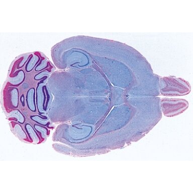 Žinduolių histologija, papildomas rinkinys - mikroskopiniai preparatai Žinduolių histologija, papildomas rinkinys - mikroskopiniai preparatai