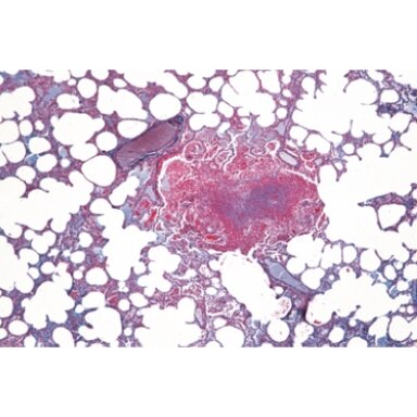 Žinduolių histologija, pradinis rinkinys - mikroskopiniai preparatai Žinduolių histologija, pradinis rinkinys - mikroskopiniai preparatai