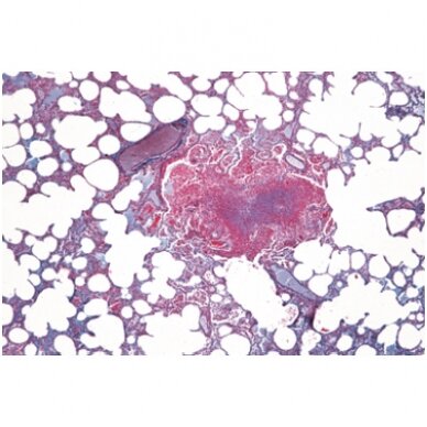 Žinduolių histologija, pradinis rinkinys - mikroskopiniai preparatai Žinduolių histologija, pradinis rinkinys - mikroskopiniai preparatai