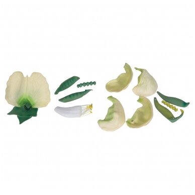 Žirnio žiedas (Pisum sativum) modelis 1 Žirnio žiedas (Pisum sativum) modelis 1