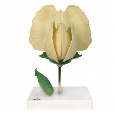 Žirnio žiedas (Pisum sativum) modelis Žirnio žiedas (Pisum sativum) modelis