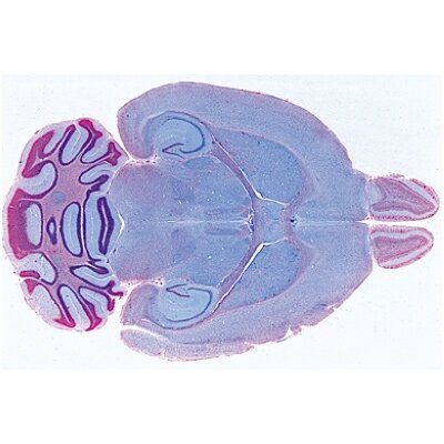 Žinduolių histologija, papildomas rinkinys - mikroskopiniai preparatai Žinduolių histologija, papildomas rinkinys - mikroskopiniai preparatai