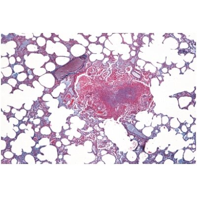 Žinduolių histologija, pradinis rinkinys - mikroskopiniai preparatai Žinduolių histologija, pradinis rinkinys - mikroskopiniai preparatai