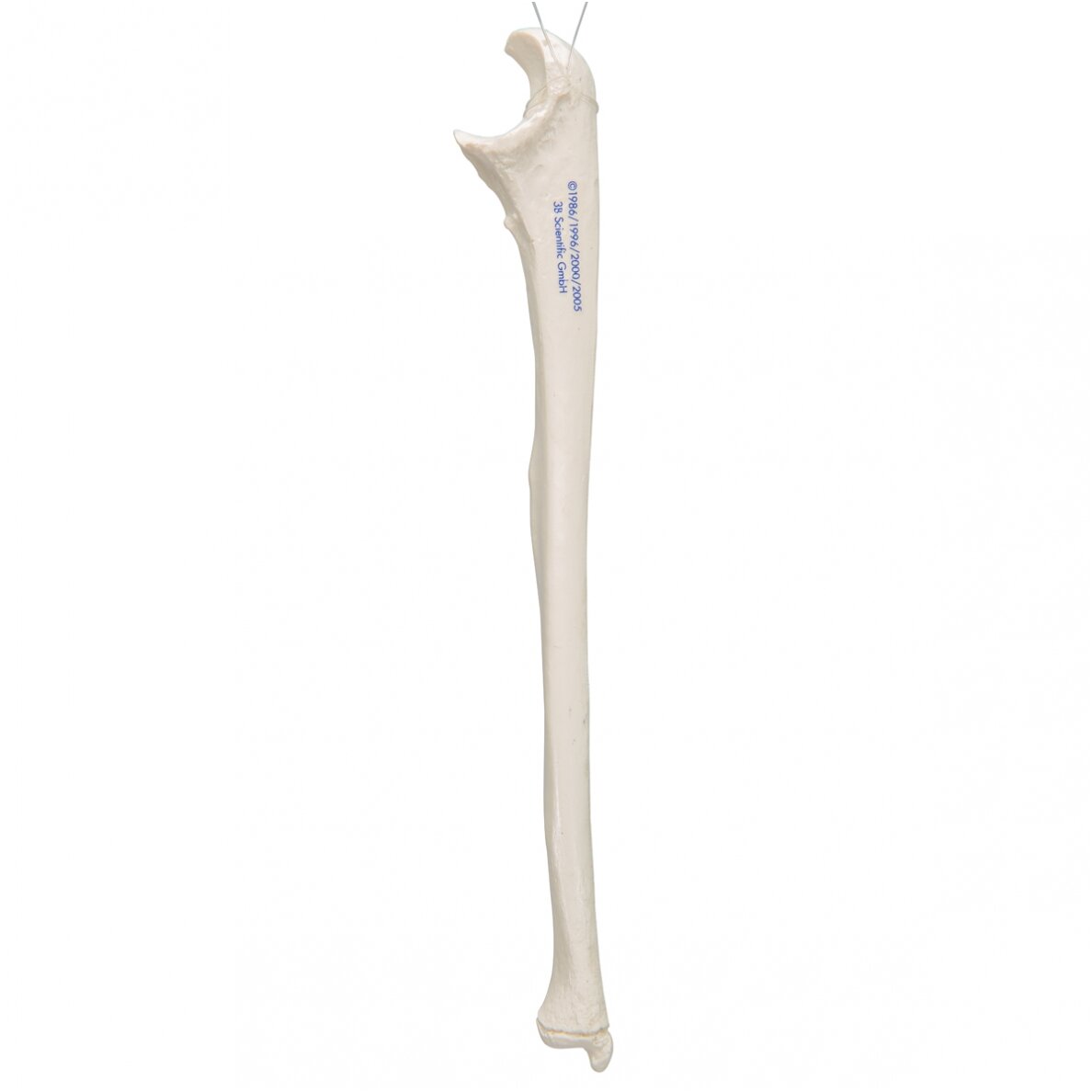 Žmogaus alkūnkaulio modelis 3 Žmogaus alkūnkaulio modelis 3