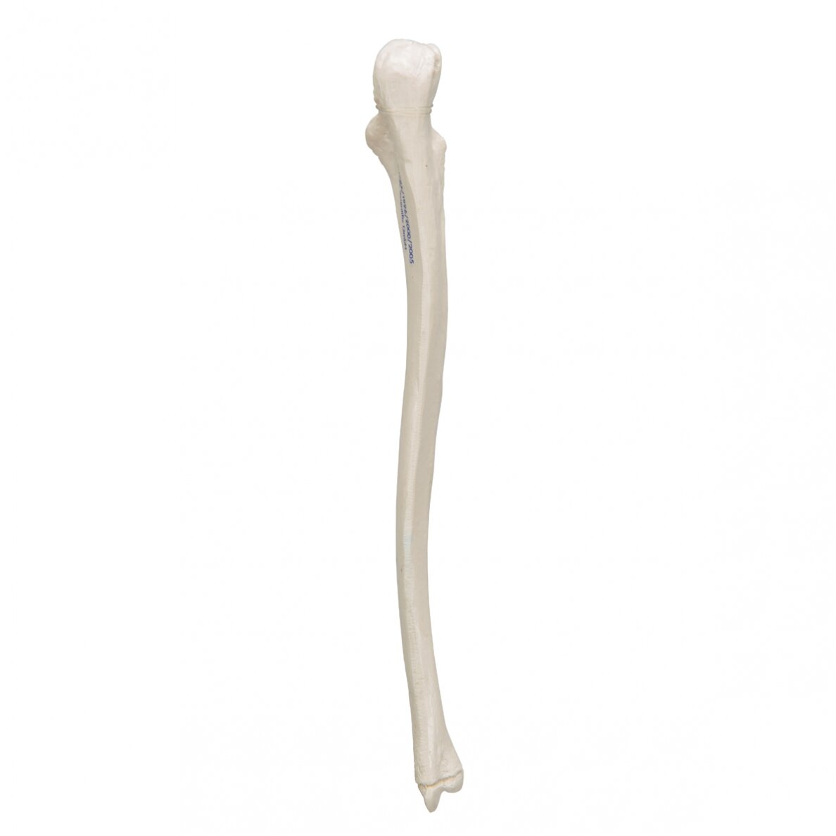 Žmogaus alkūnkaulio modelis 4