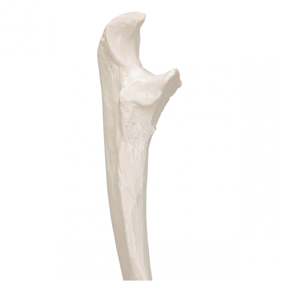 Žmogaus alkūnkaulio modelis 5