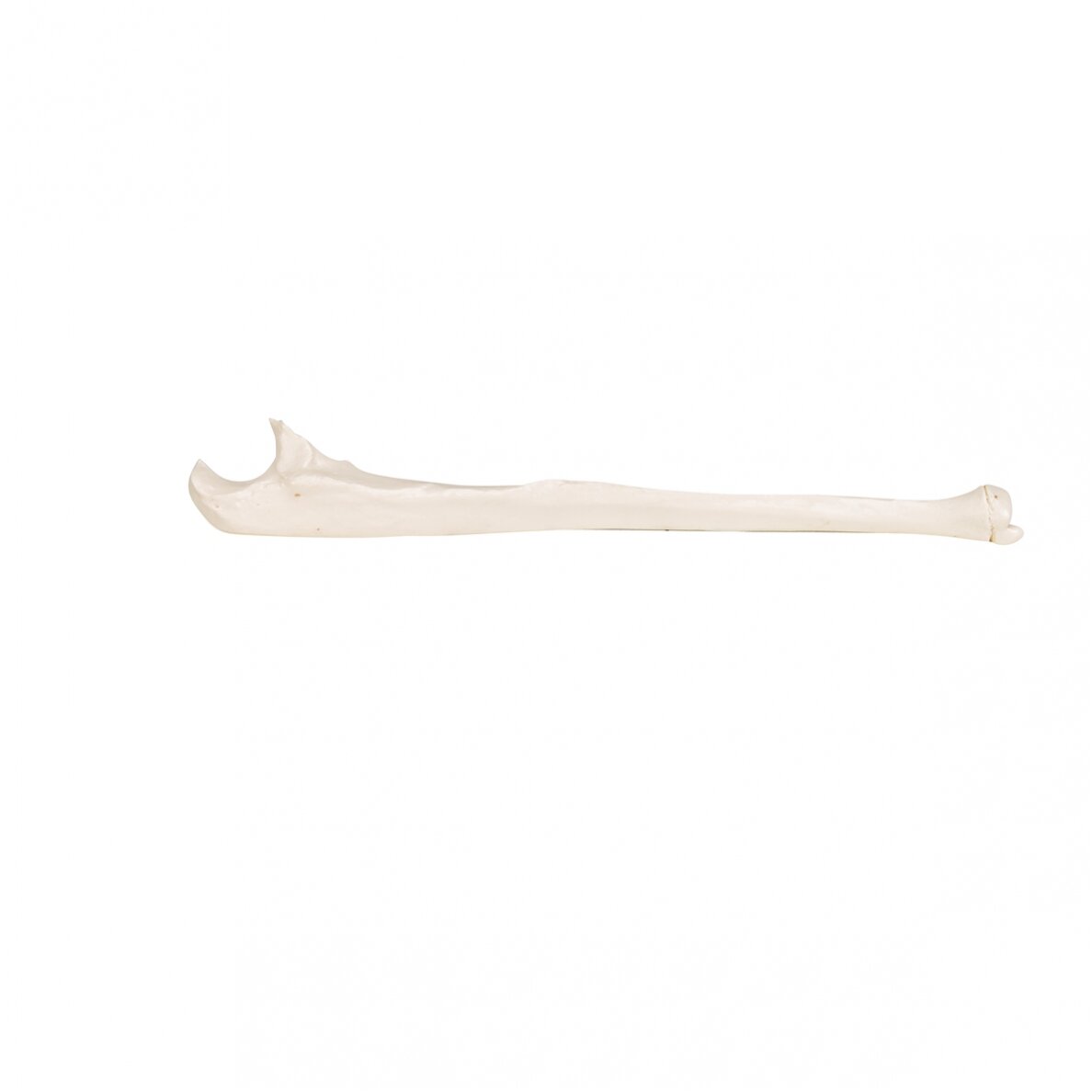 Žmogaus alkūnkaulio modelis 6
