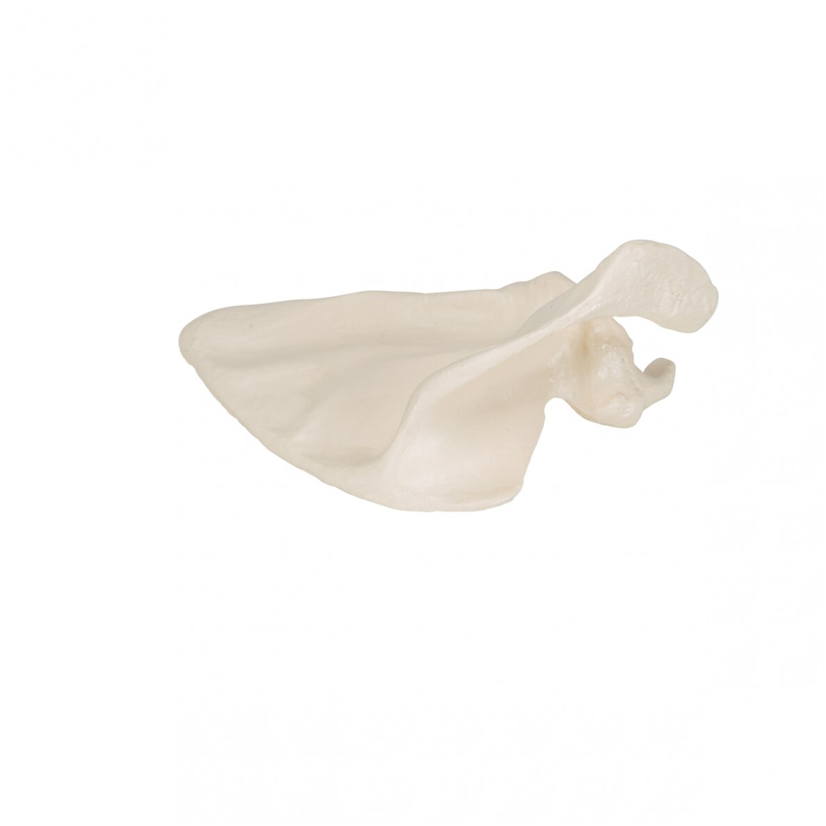 Žmogaus mentinkaulio modelis 6