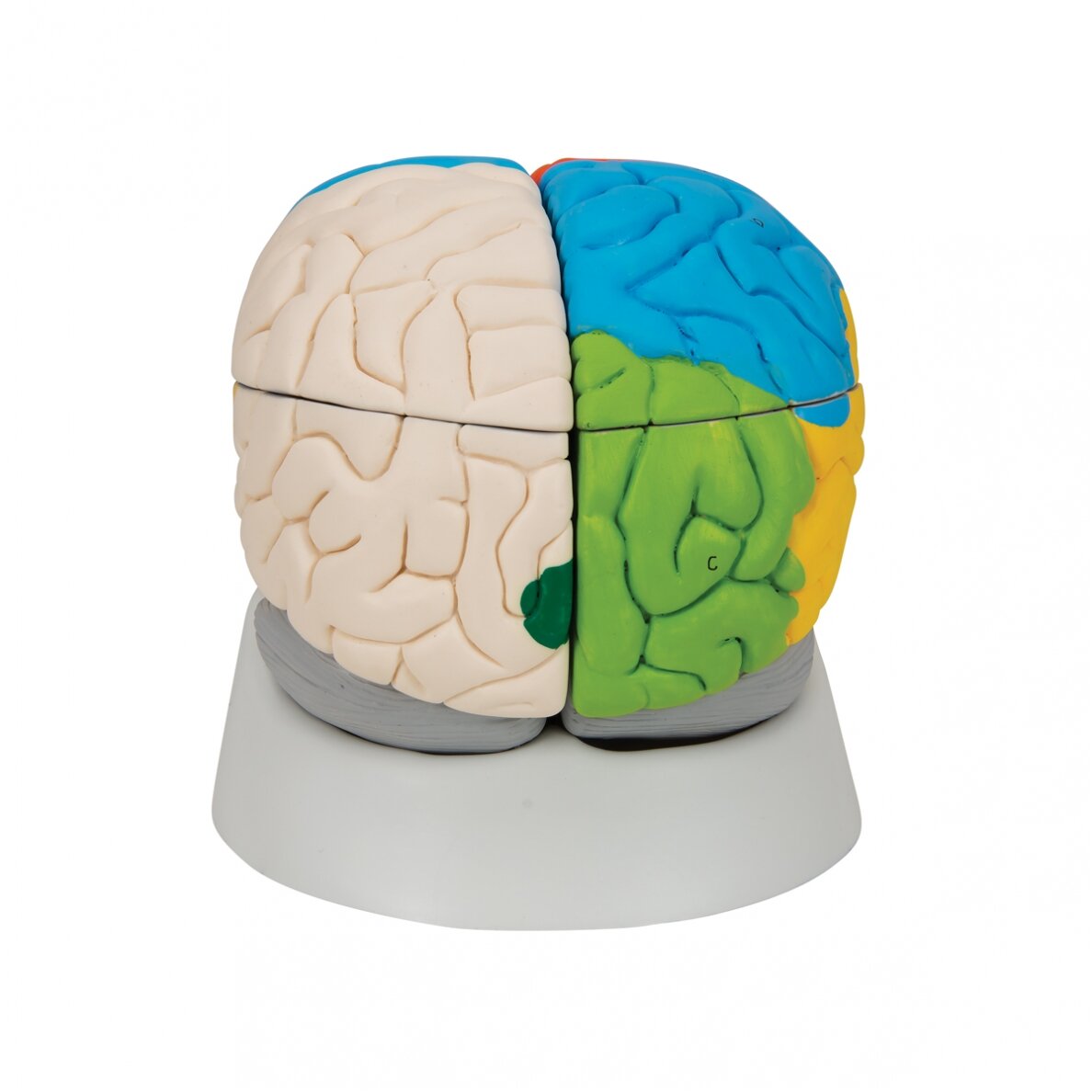 Žmogaus neuroanatominis smegenų modelis, 8 dalys 4 Žmogaus neuroanatominis smegenų modelis, 8 dalys 4