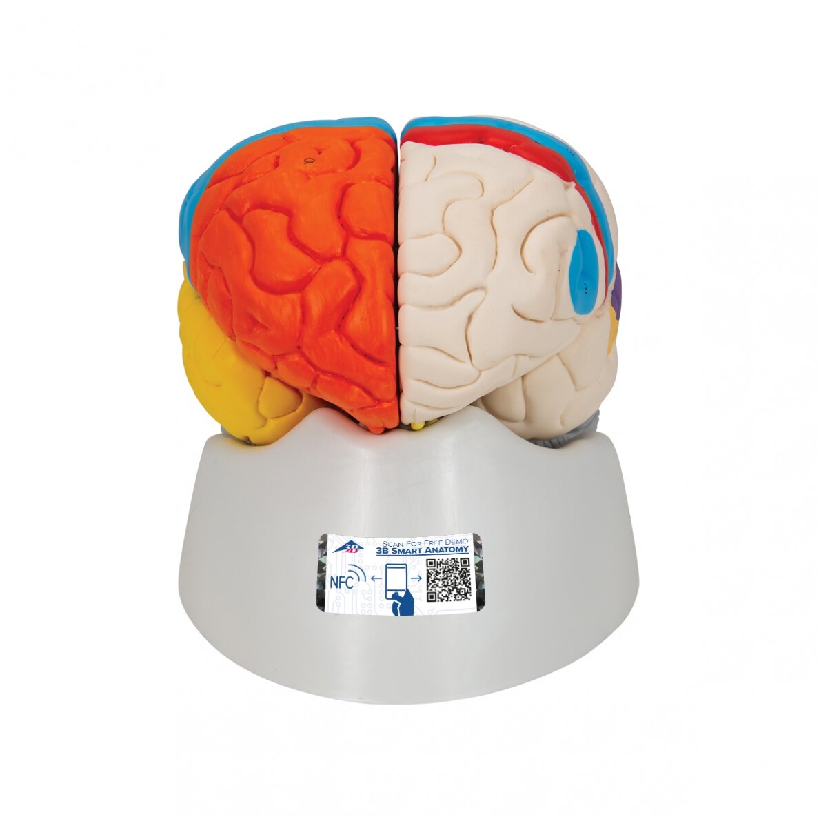 Žmogaus neuroanatominis smegenų modelis, 8 dalys Žmogaus neuroanatominis smegenų modelis, 8 dalys