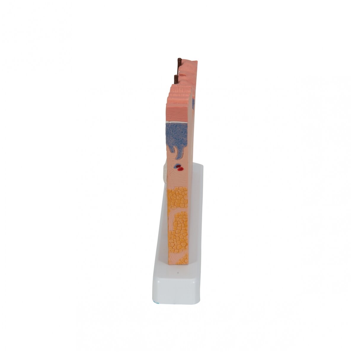 Žmogaus odos pjūvio modelis, 40 kartų padidintas 5