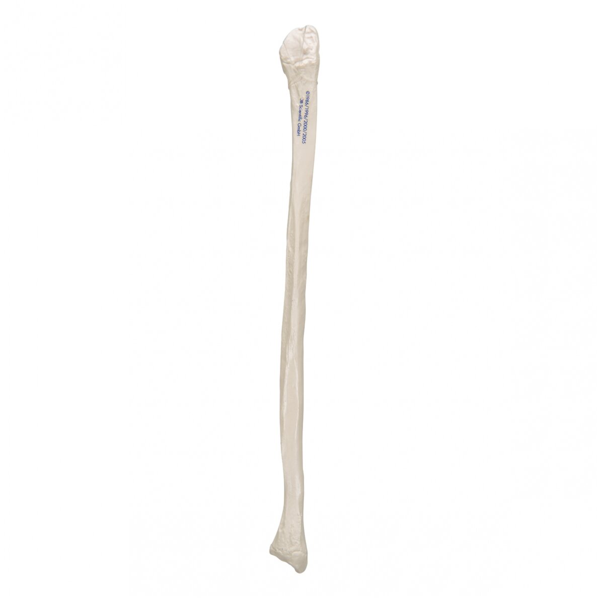 Žmogaus šeivikaulio modelis 3