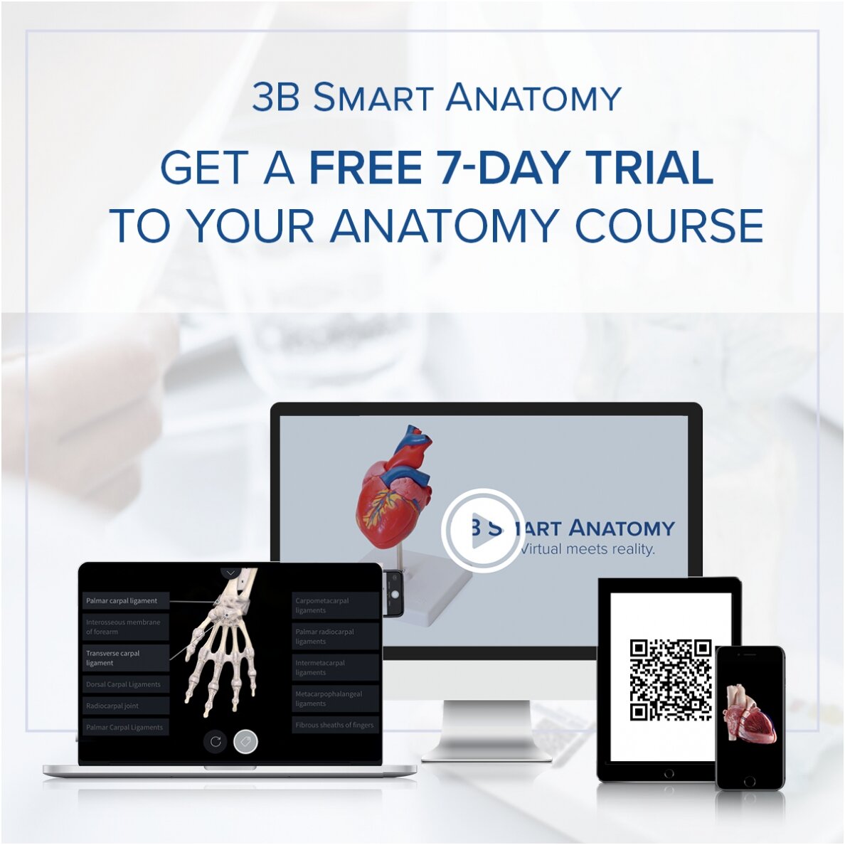Žmogaus širdies modelis su stempe ir trachėja, 2x padidinta, 5 dalys 1
