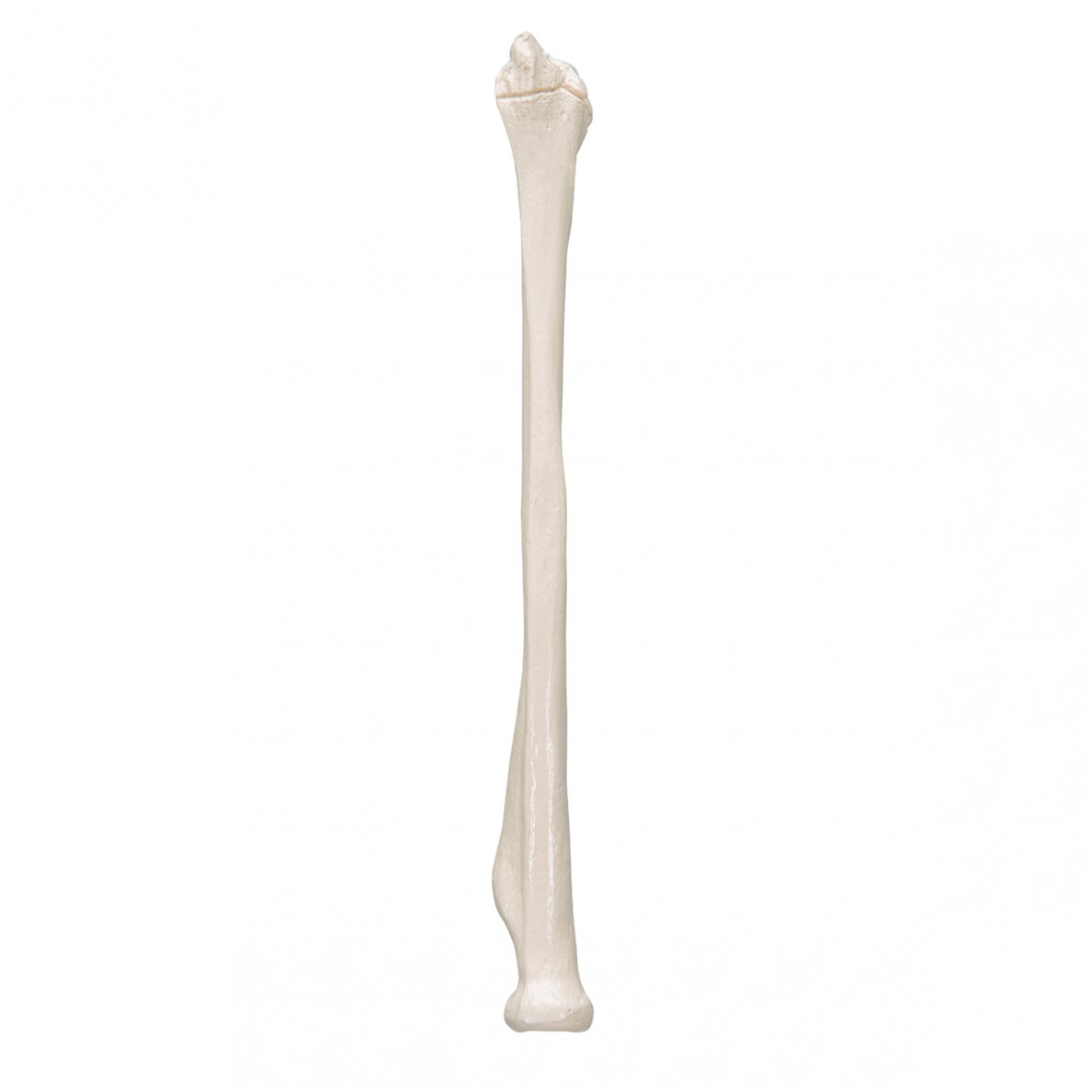 Žmogaus stipinkaulio modelis 5 Žmogaus stipinkaulio modelis 5