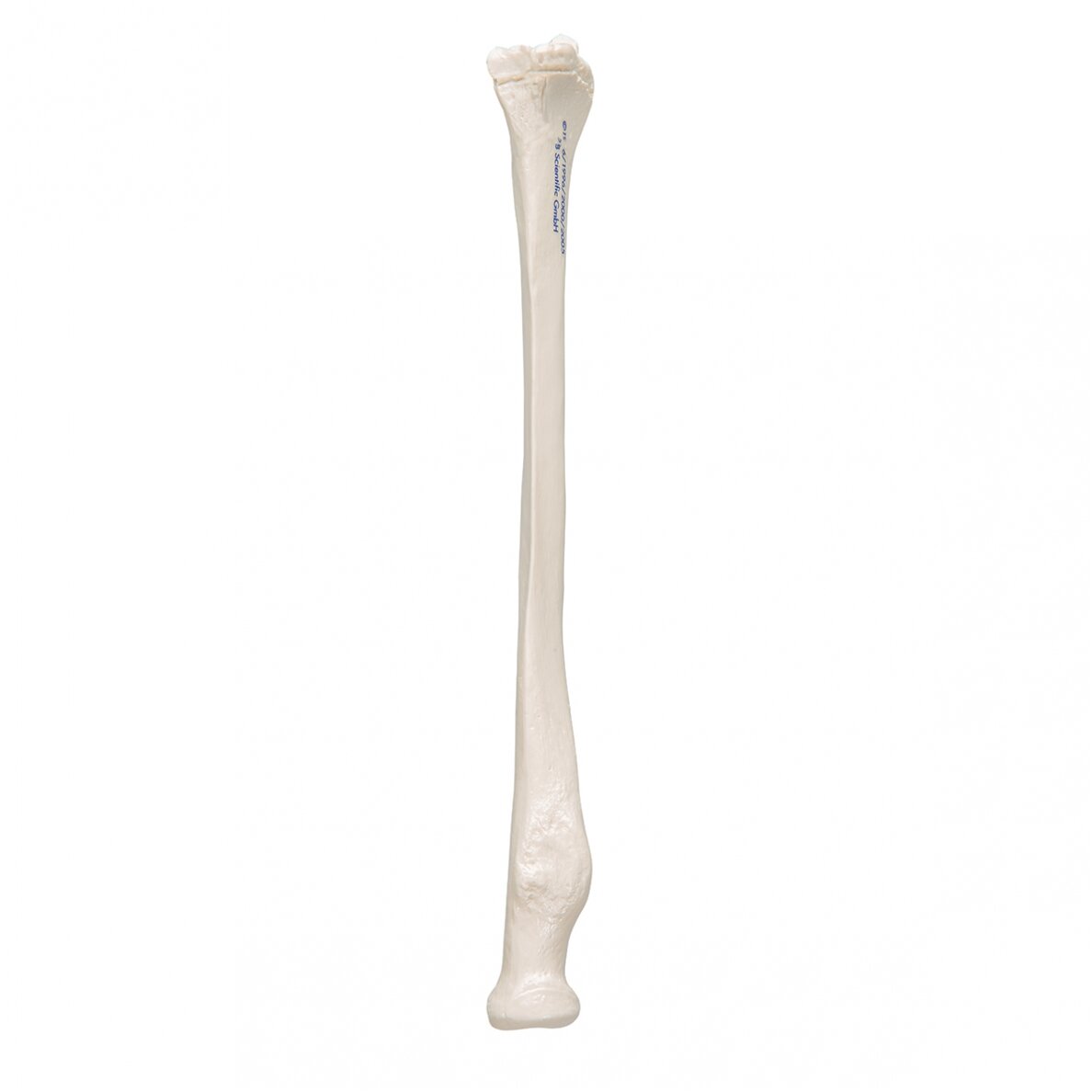 Žmogaus stipinkaulio modelis 6