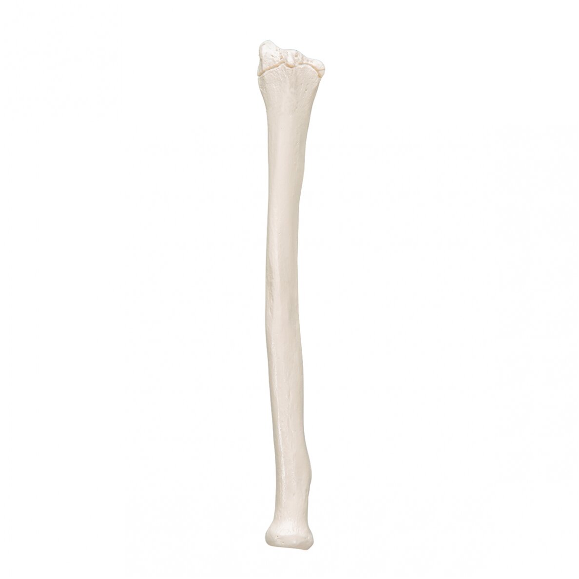 Žmogaus stipinkaulio modelis 7