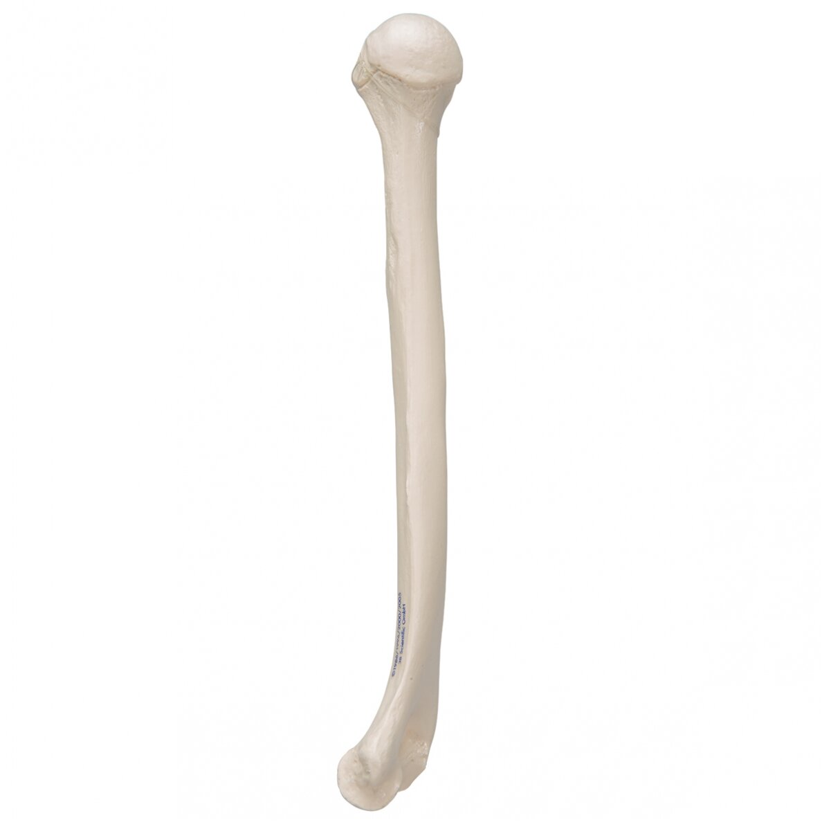 Žmogaus žastikaulio modelis 4 Žmogaus žastikaulio modelis 4