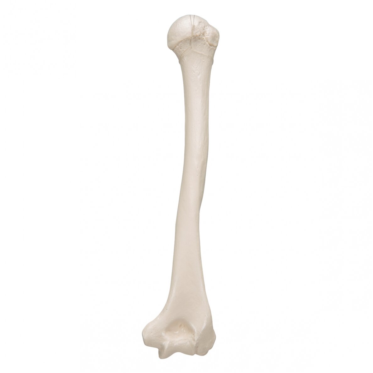 Žmogaus žastikaulio modelis 5