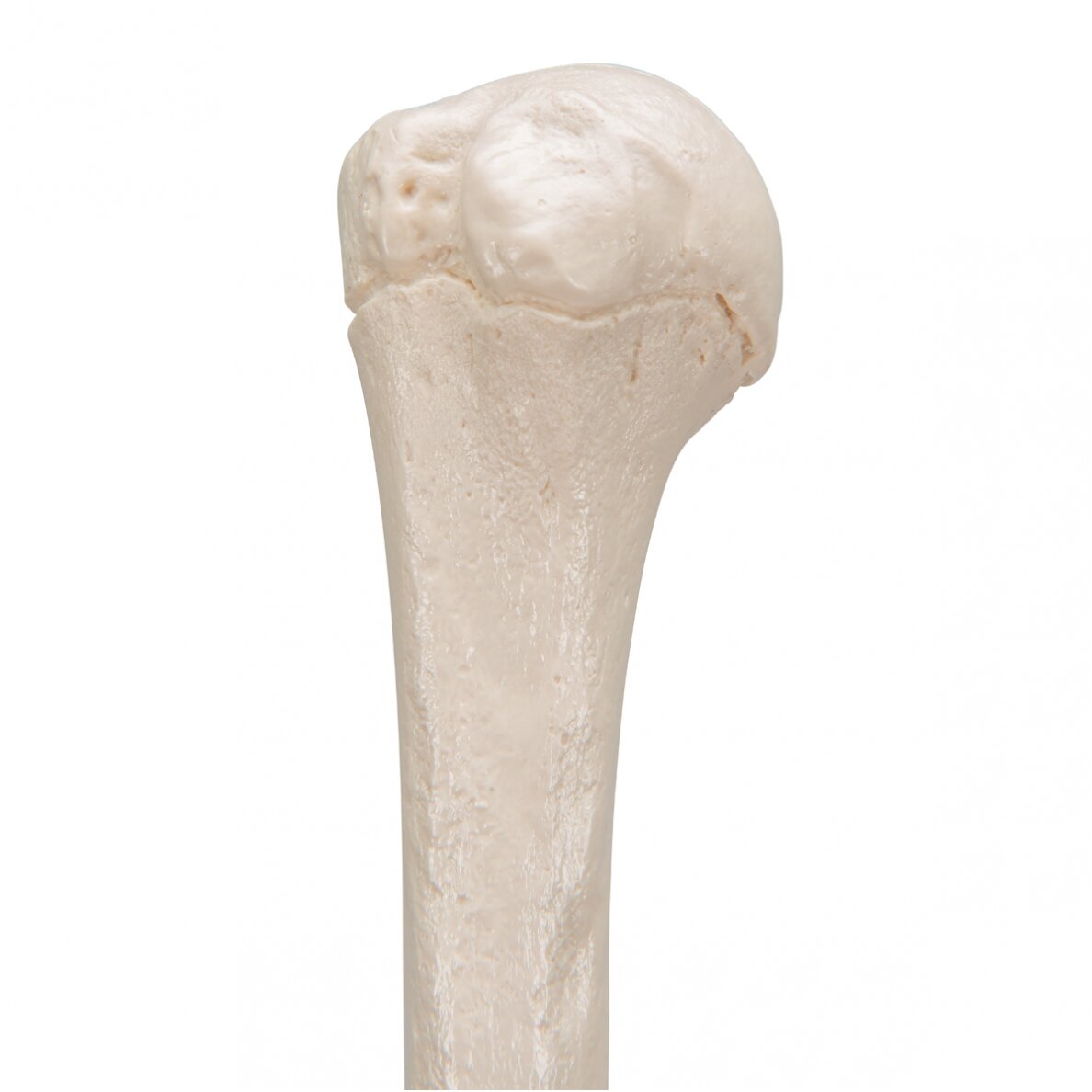 Žmogaus žastikaulio modelis 6 Žmogaus žastikaulio modelis 6