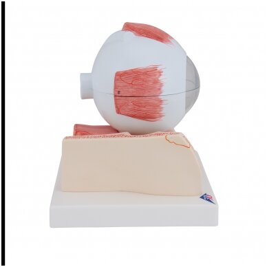 Žmogaus akies modelis, 5x padidintas, 7 dalys 3 Žmogaus akies modelis, 5x padidintas, 7 dalys 3