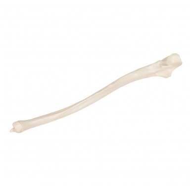 Žmogaus alkūnkaulio modelis 2