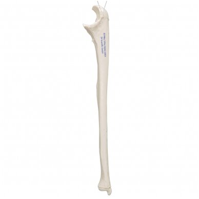 Žmogaus alkūnkaulio modelis 3