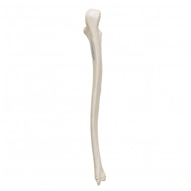 Žmogaus alkūnkaulio modelis 4