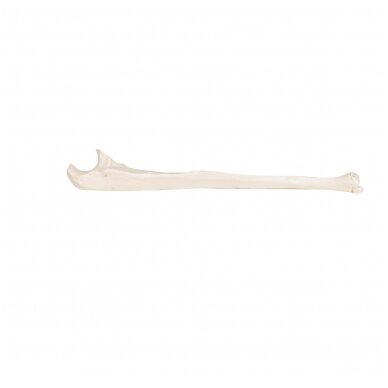 Žmogaus alkūnkaulio modelis 6