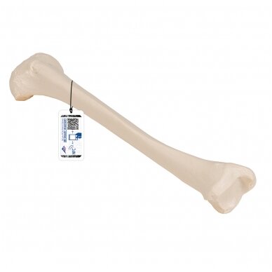 Žmogaus blauzdikaulio modelis