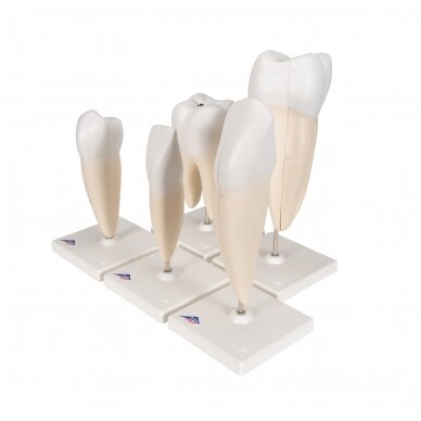 Žmogaus dantų modelių rinkinys „Klasikinė serija“, 5 modeliai 6