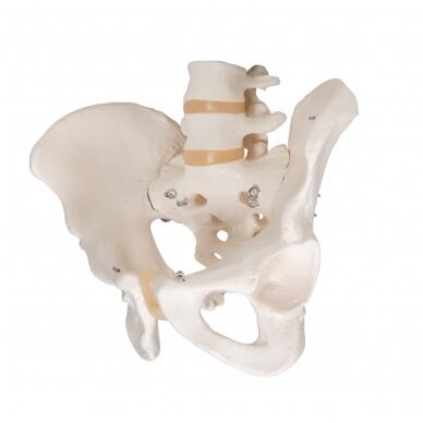 Žmogaus dubens skeleto modelis 5
