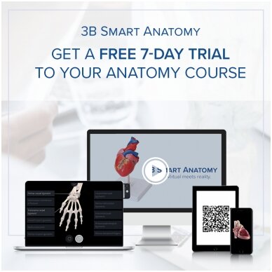 Žmogaus juosmens stuburinės dalies modelis su šoninio prolapso tarpslanksteliniu disku 1 Žmogaus juosmens stuburinės dalies modelis su šoninio prolapso tarpslanksteliniu disku 1