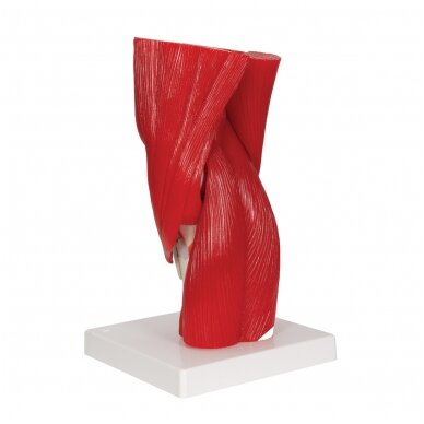Žmogaus kelio sąnario modelis su nuimamais raumenimis, 12 dalių 3 Žmogaus kelio sąnario modelis su nuimamais raumenimis, 12 dalių 3