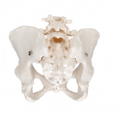 Žmogaus moters dubens skeleto modelis 4