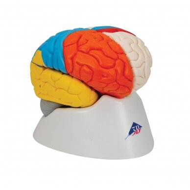 Žmogaus neuroanatominis smegenų modelis, 8 dalys 2 Žmogaus neuroanatominis smegenų modelis, 8 dalys 2