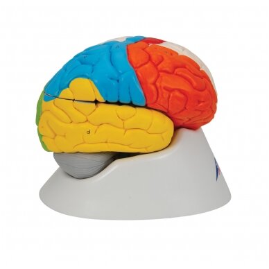Žmogaus neuroanatominis smegenų modelis, 8 dalys 3 Žmogaus neuroanatominis smegenų modelis, 8 dalys 3