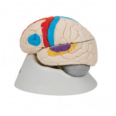 Žmogaus neuroanatominis smegenų modelis, 8 dalys 5 Žmogaus neuroanatominis smegenų modelis, 8 dalys 5