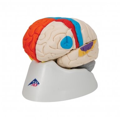 Žmogaus neuroanatominis smegenų modelis, 8 dalys 6