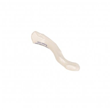 Žmogaus raktikaulio modelis 7