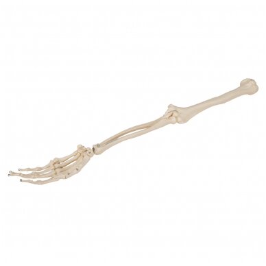 Žmogaus rankos kaulų modelis, pritvirtintas prie vielos 7 Žmogaus rankos kaulų modelis, pritvirtintas prie vielos 7