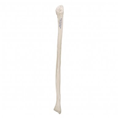 Žmogaus šeivikaulio modelis 3