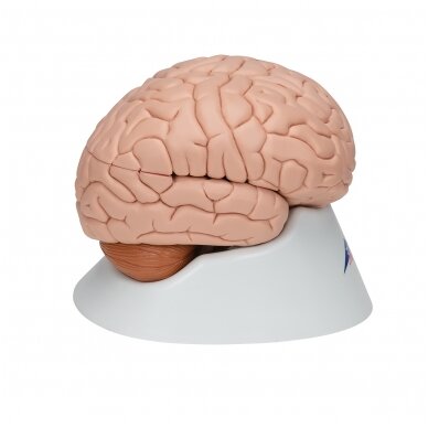 Žmogaus smegenų modelis, 8 dalys 3
