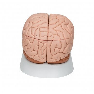 Žmogaus smegenų modelis, 8 dalys 4