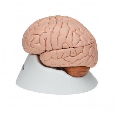 Žmogaus smegenų modelis, 8 dalys 5