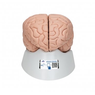 Žmogaus smegenų modelis, 8 dalys