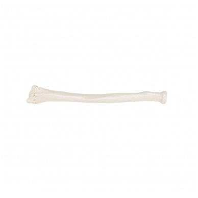 Žmogaus stipinkaulio modelis 3