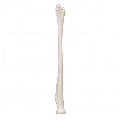 Žmogaus stipinkaulio modelis 5