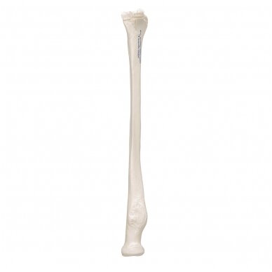 Žmogaus stipinkaulio modelis 6