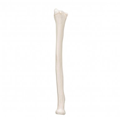 Žmogaus stipinkaulio modelis 7